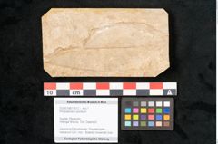 Foto (Objekt + Etikett) von Rhododendron ponticum (NHMW-GEO-2024-0188-11612)
